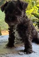 Rosa’s puppy Brown collar , a male Miniature Schnauzer for sale in Hickory, NC – 4 of 5