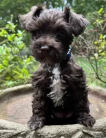 Rosa’s puppy royal blue, a male Miniature Schnauzer for sale in Hickory, NC – 5 of 5