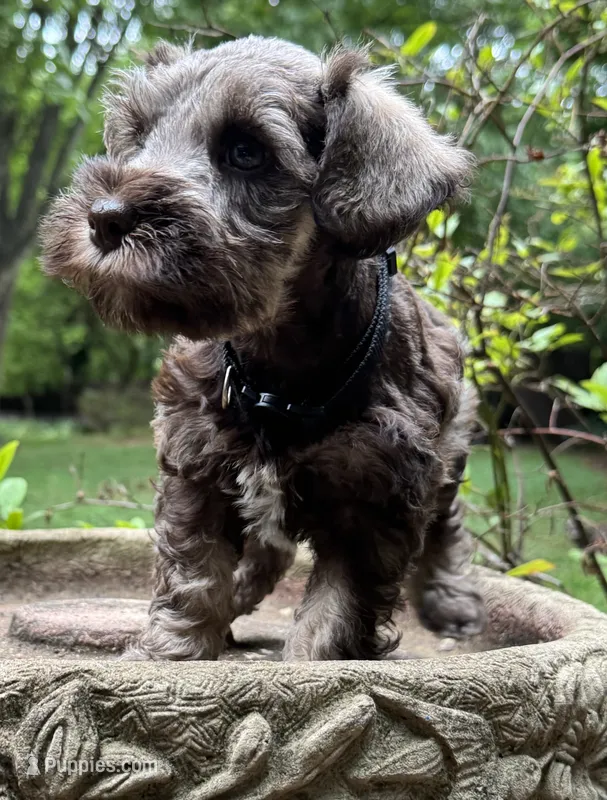 Xena pup Black collar  – Miniature Schnauzer puppy for sale in Hickory, NC