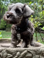 Xena pup Black collar , a male Miniature Schnauzer for sale in Hickory, NC – 1 of 5