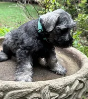 Xena’s Puppy Teal collar , a male Miniature Schnauzer for sale in Hickory, NC – 3 of 5
