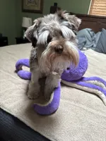 Willow , a female Miniature Schnauzer for sale in Hickory, NC – 3 of 8
