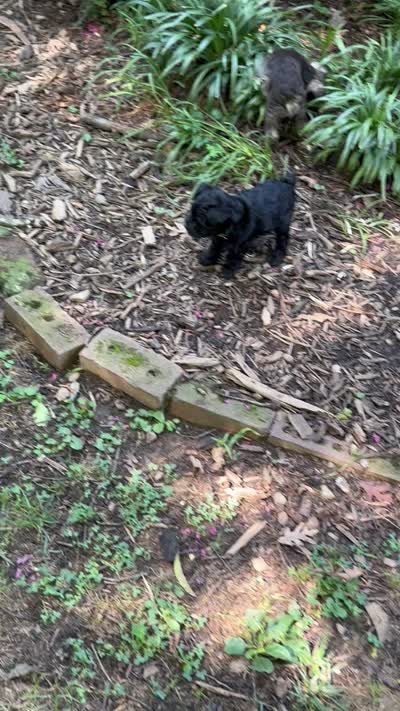 Xena’s puppy neon green, a female Miniature Schnauzer for sale in Hickory, NC – 5 of 5