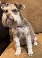 Willow , a female Miniature Schnauzer for sale in Hickory, NC – 7 of 8