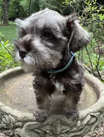 Rosa’s puppy light blue collar, a male Miniature Schnauzer for sale in Hickory, NC – 3 of 5