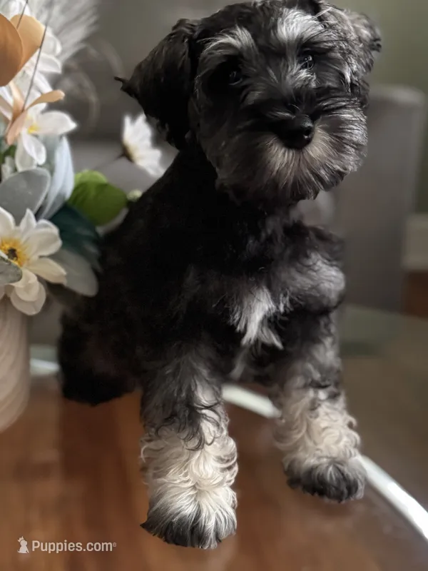 Miss Perky Pink – Miniature Schnauzer puppy for sale in Hickory, NC