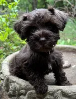 Rosa’s puppy Brown collar , a male Miniature Schnauzer for sale in Hickory, NC – 3 of 5