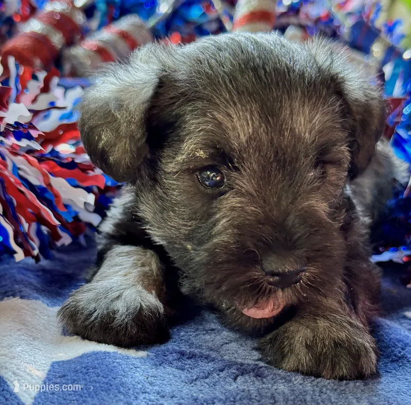 Xena’s Puppy number three – Miniature Schnauzer puppy for sale in Hickory, NC