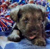 Xena’s Puppy number three, a male Miniature Schnauzer for sale in Hickory, NC – 1 of 1