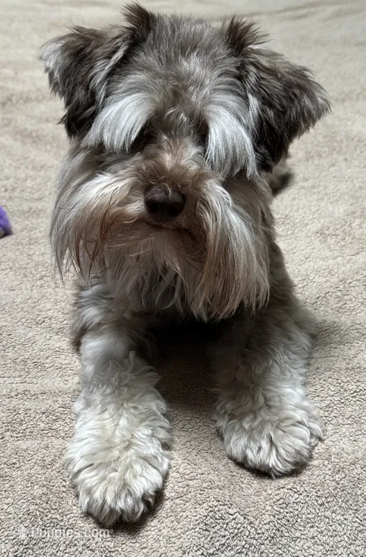 Willow  – Miniature Schnauzer puppy for sale in Hickory, NC