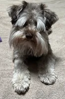 Willow , a female Miniature Schnauzer for sale in Hickory, NC – 1 of 8