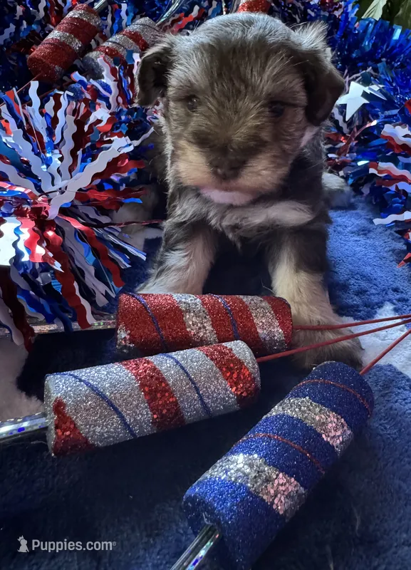 Willow’s puppy number one – Miniature Schnauzer puppy for sale in Hickory, NC