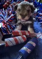 Willow’s puppy number one, a male Miniature Schnauzer for sale in Hickory, NC – 1 of 1