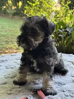 Rosa,s puppy light pink collar, a female Miniature Schnauzer for sale in Hickory, NC – 5 of 5