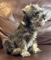 Mr. Light Blue, a male Miniature Schnauzer for sale in Hickory, NC – 2 of 3