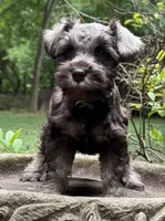 Xena‘s Puppy Dark Green Collar , a male Miniature Schnauzer for sale in Hickory, NC – 1 of 4