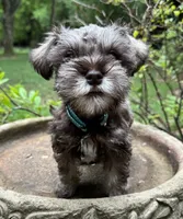 Rosa’s puppy light blue collar, a male Miniature Schnauzer for sale in Hickory, NC – 2 of 5