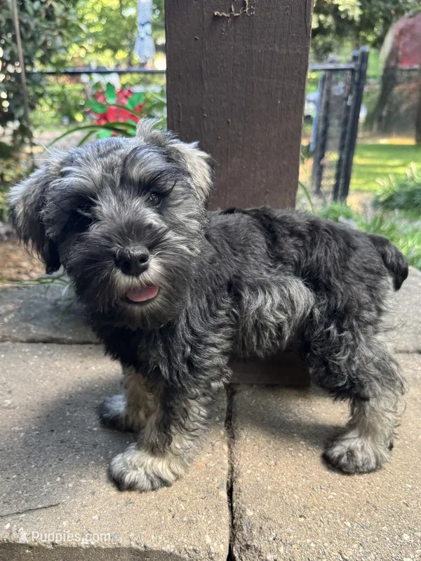 Mr Teal  – Miniature Schnauzer puppy for sale in Hickory, NC