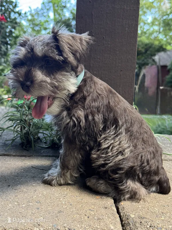 Mr. Light Blue – Miniature Schnauzer puppy for sale in Hickory, NC