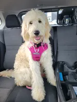 Daisy Sue, a female Goldendoodle for sale in Simpsonville, SC – 7 of 7