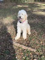Daisy Sue, a female Goldendoodle for sale in Simpsonville, SC – 6 of 7