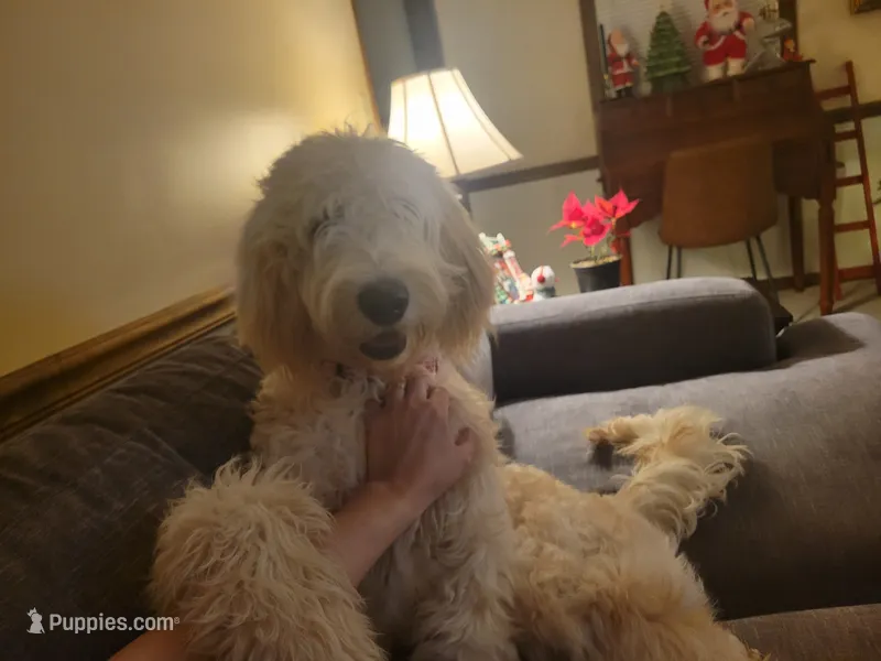 Daisy Sue – Goldendoodle puppy for sale in Simpsonville, SC