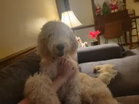 Daisy Sue, a female Goldendoodle for sale in Simpsonville, SC – 1 of 7