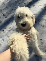 Daisy Sue, a female Goldendoodle for sale in Simpsonville, SC – 3 of 7