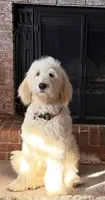 Daisy Sue, a female Goldendoodle for sale in Simpsonville, SC – 5 of 7