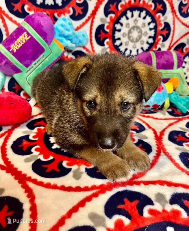 Chip – German Shepherd Dog puppy for sale in Fayetteville, AR