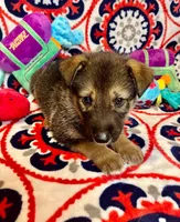Chip, a male German Shepherd Dog for sale in Fayetteville, AR – 1 of 5
