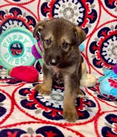 Chip, a male German Shepherd Dog for sale in Fayetteville, AR – 3 of 5