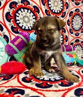 Chip, a male German Shepherd Dog for sale in Fayetteville, AR – 5 of 5