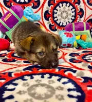 Chip, a male German Shepherd Dog for sale in Fayetteville, AR – 4 of 5