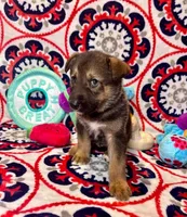 Chip, a male German Shepherd Dog for sale in Fayetteville, AR – 2 of 5
