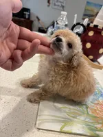 Micro Tcup , a male Poodle - Toy  for sale in Houston, TX – 2 of 6