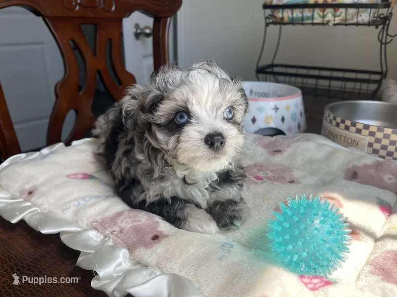 Churro  – Chihuahua, Poodle - Toy  puppy for sale in Houston, TX