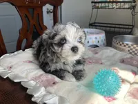 Churro , a male Chihuahua and Poodle - Toy  for sale in Houston, TX – 1 of 10