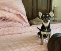 Apple head Melany , a female Chihuahua for sale in Houston, TX – 9 of 10