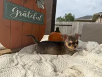 AKC Merle , a male Chihuahua for sale in Houston, TX – 10 of 10
