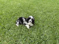 Bridge , a male Cockapoo for sale in Houston, TX – 9 of 10
