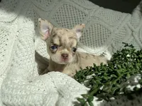 AKC Apple Head , a female Chihuahua for sale in Houston, TX – 5 of 10
