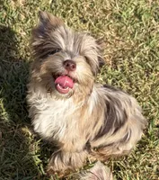 Calista , a female Yorkshire Terrier for sale in Houston, TX – 4 of 9
