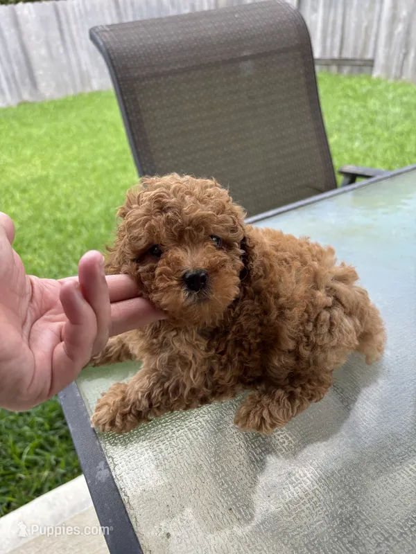 Sebastian  – Poodle - Toy  puppy for sale in Houston, TX