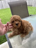 Sebastian , a male Poodle - Toy  for sale in Houston, TX – 1 of 7