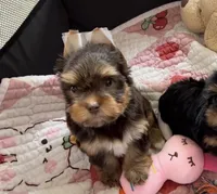 CKC Truffles, a male Yorkshire Terrier for sale in Houston, TX – 5 of 10