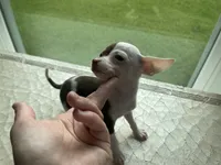 Ollie , a male Chihuahua for sale in Houston, TX – 7 of 9