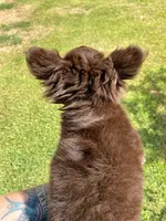 AKC Apple Head, a male Chihuahua for sale in Houston, TX – 7 of 8