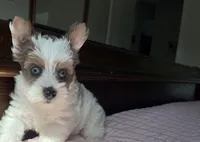 Blue eyes , a female Yorkshire Terrier for sale in Houston, TX – 6 of 10