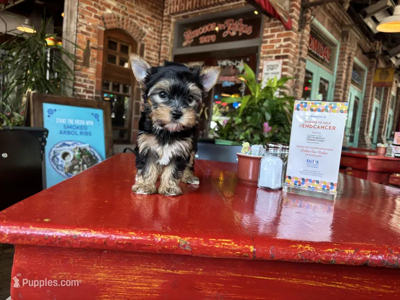 AKC Princess – Yorkshire Terrier puppy for sale in Houston, TX